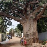 baobab du centre de Dakar