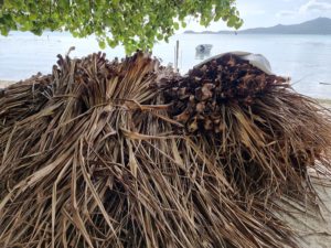 pandanus séché