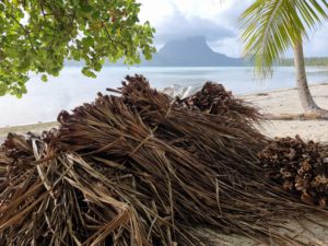 pandanus